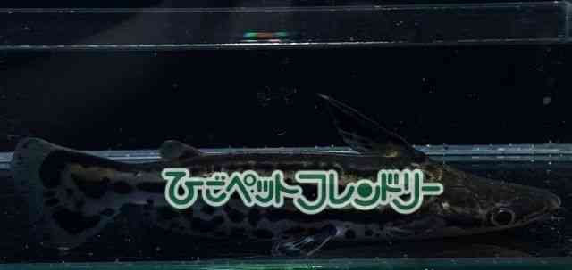 ̑i^i}Yj