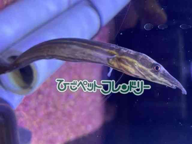 ̑iÑ㋛E^ȋjj