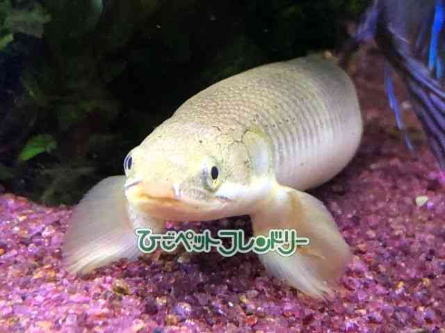 ZlKX