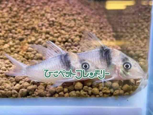 RhX@Z~Om[Y