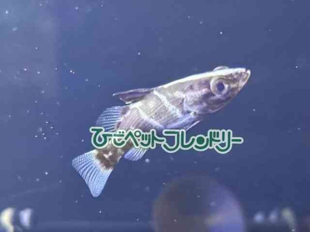 ̑i싛j