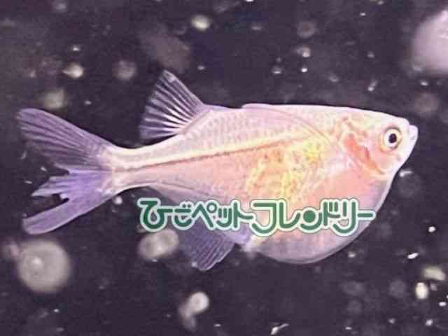 n`Fbg