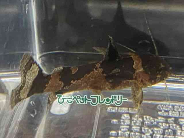 ̑i^i}Yj