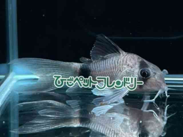RhX@W[Ep_EXeoC