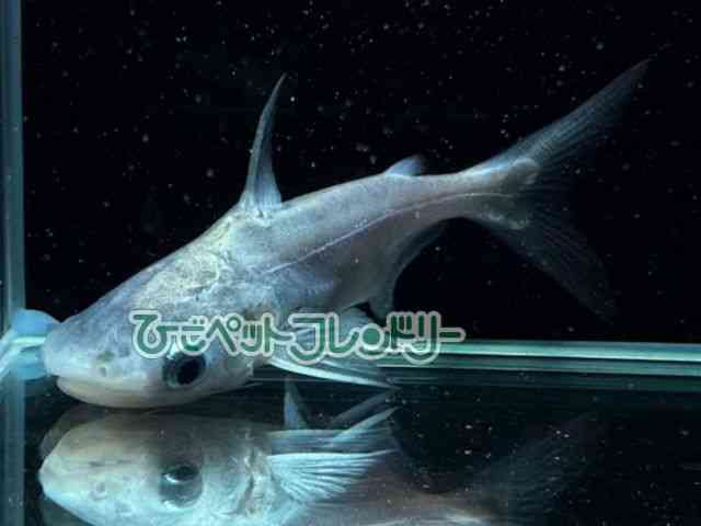 ̑ii}Yj