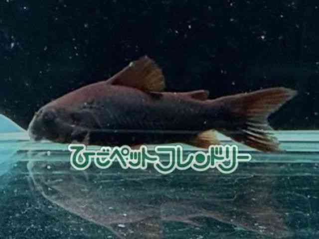 RhX@V[gm[Y