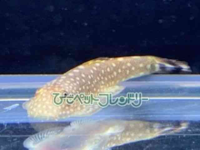 ̑iMуhWEi[`jj