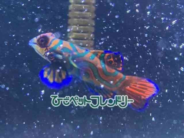 ̑iCȋjj