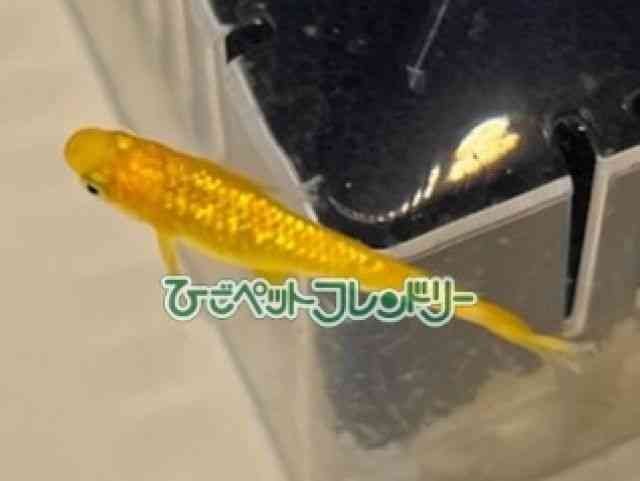 ̑iǃ_Jj