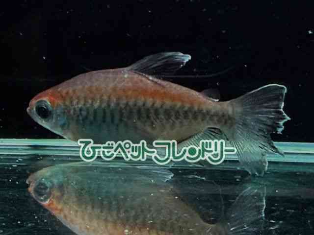 RSeg