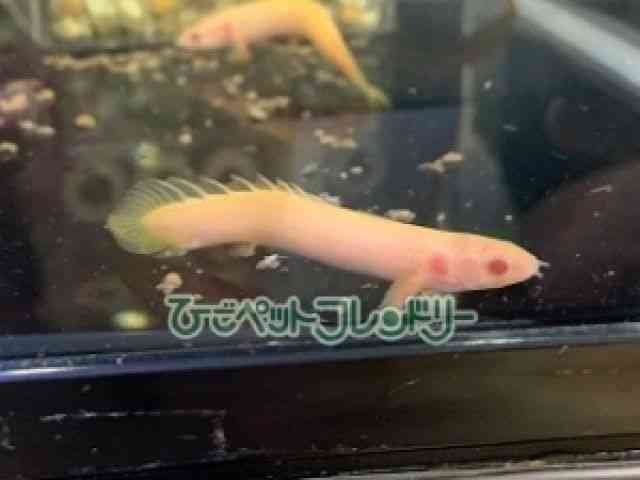 ZlKX