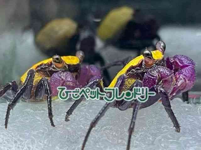 ̑iMьnbkށj
