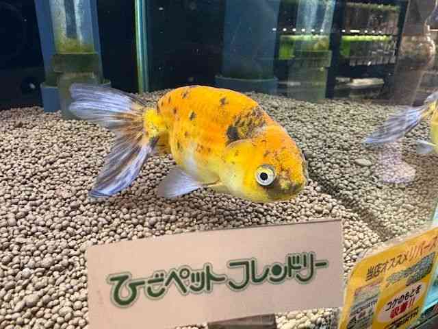 ̑ij