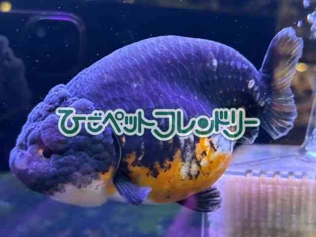`E