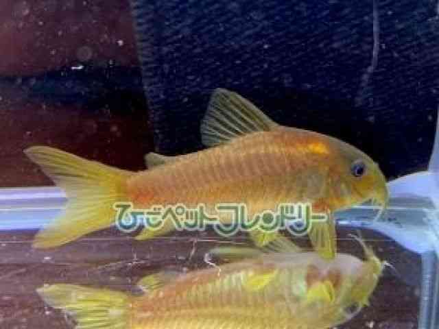 RhX@Z~Om[Y