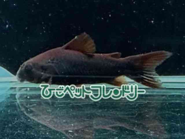 RhX@V[gm[Y