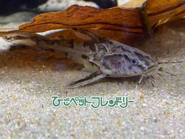 ̑ii}Yj