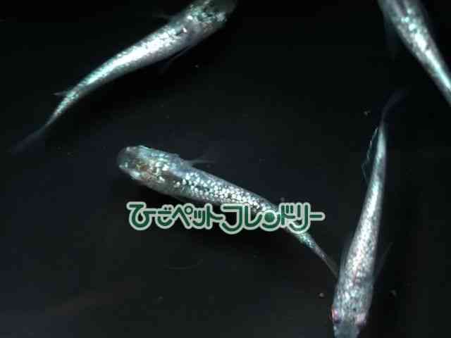 ̑iǃ_Jj