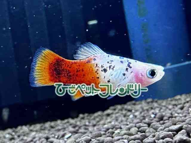 veB