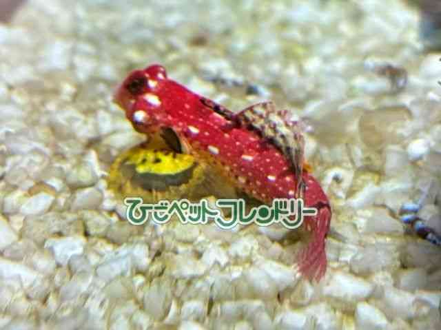 ̑iSxj