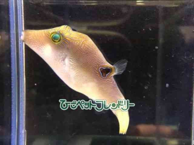 ̑itOj