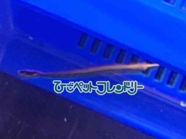 EWEI