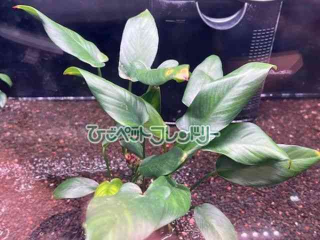 ̑iAkrAXj