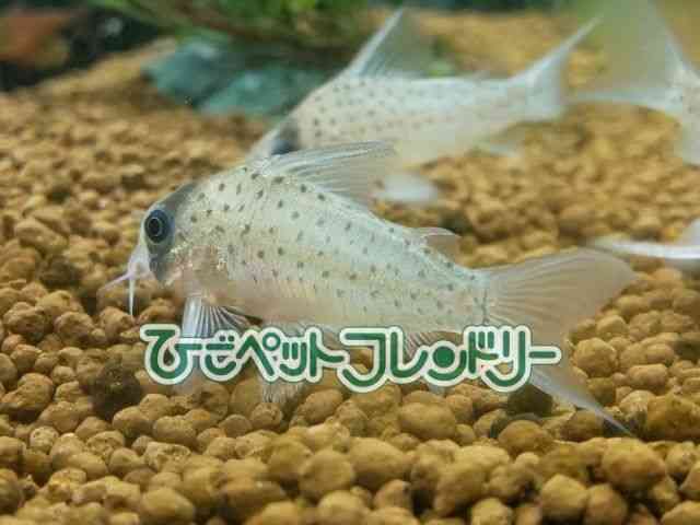 RhX@V[gm[Y
