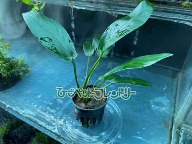 ̑iAkrAXj