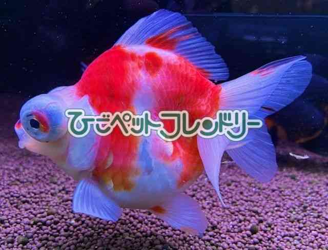 oڋ