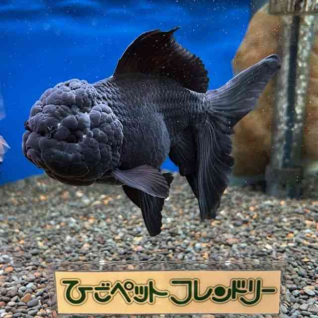 I_q