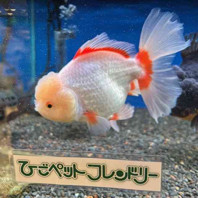 I_q