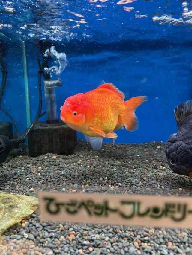 I_q