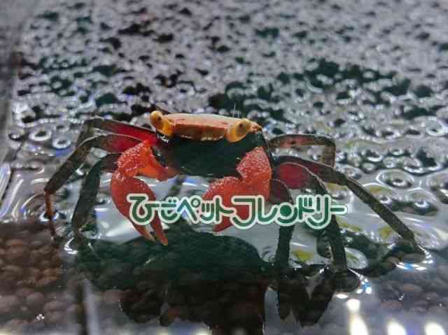 opCANu