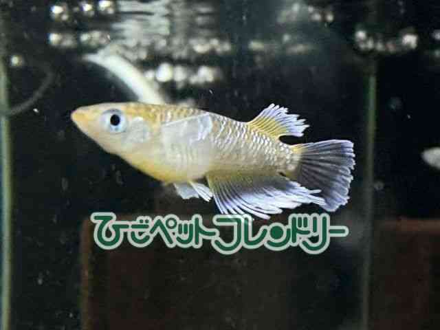 ̑iǃ_Jj