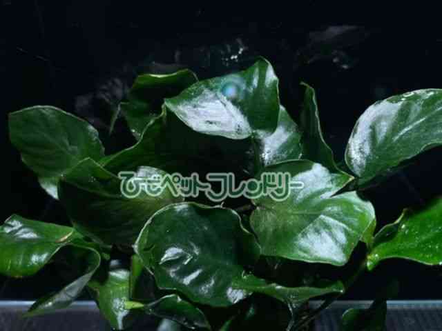 ̑iAkrAXj