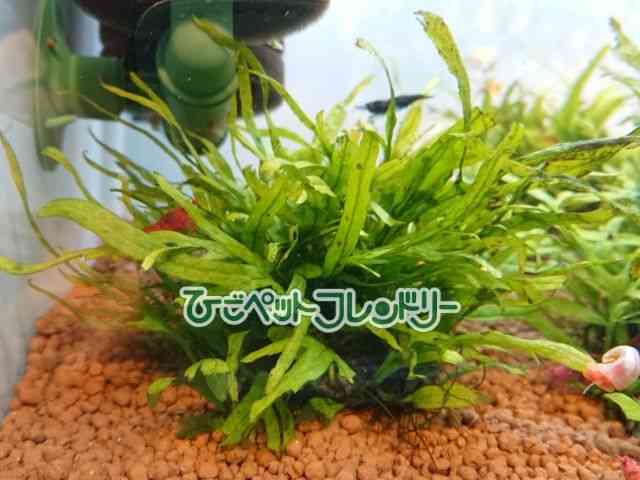 ̑iLsiEPOTjj