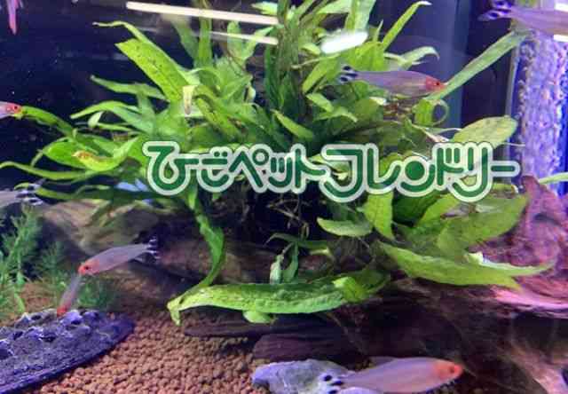 ̑iLsiEPOTjj