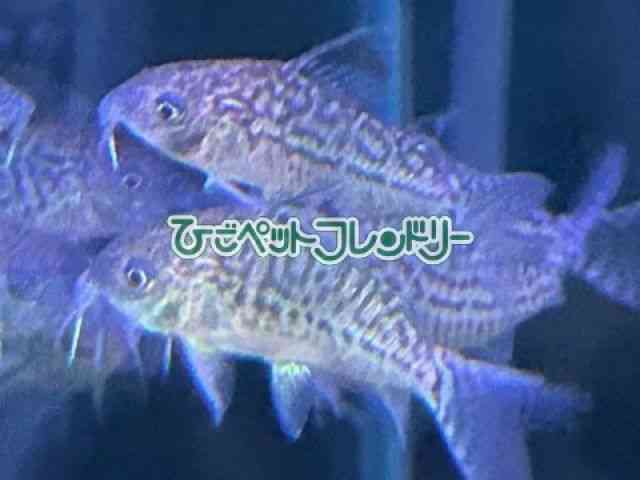 RhX@V[gm[Y