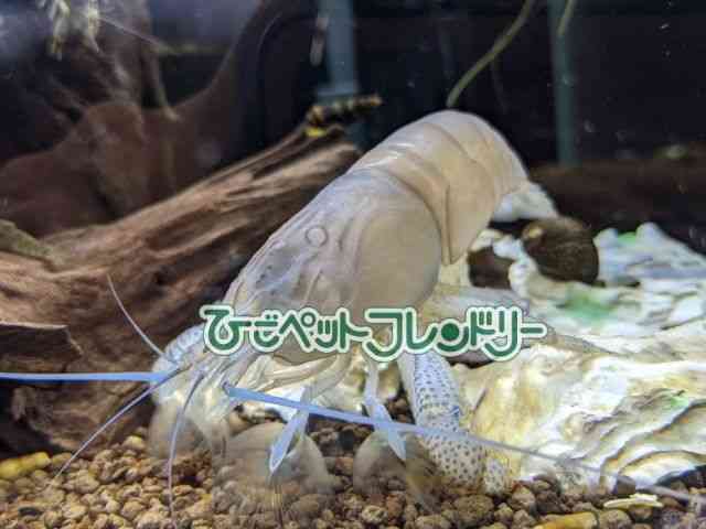 ̑iMьnbkށj