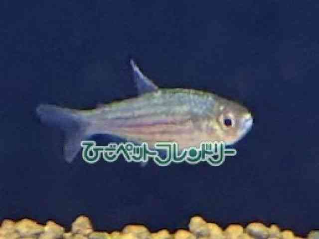 ̑i^E^j