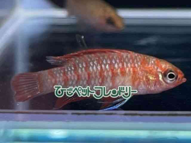 ̑@O~[