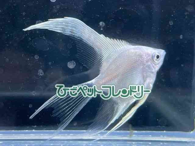 G[tBbV