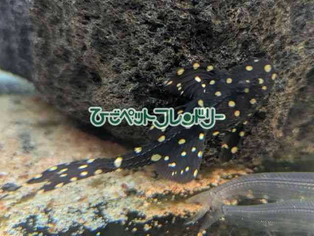 ̑iE^j