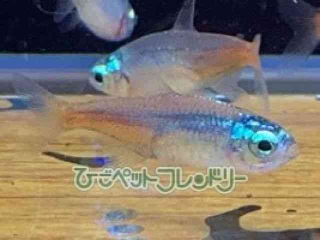 ̑i^E^j
