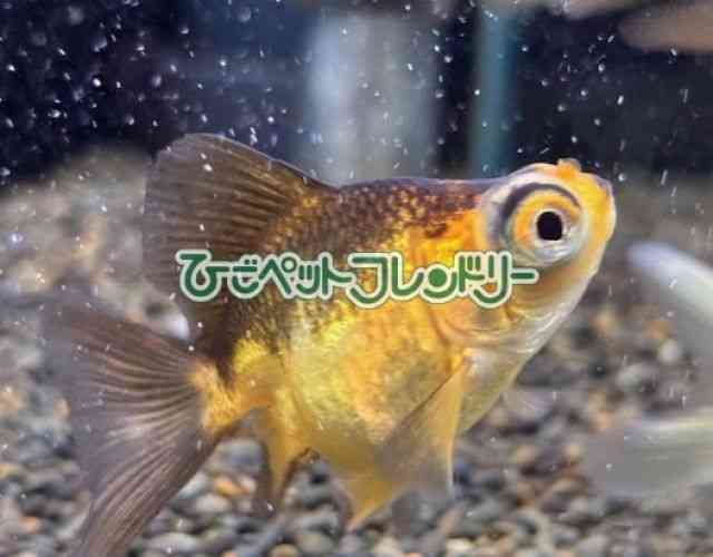 oڋ