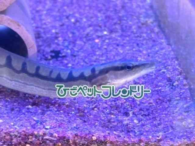 ̑iÑ㋛E^ȋjj