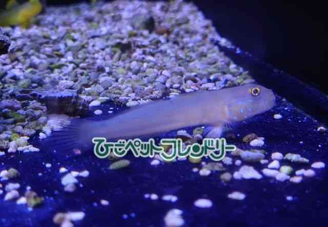 ̑in[j