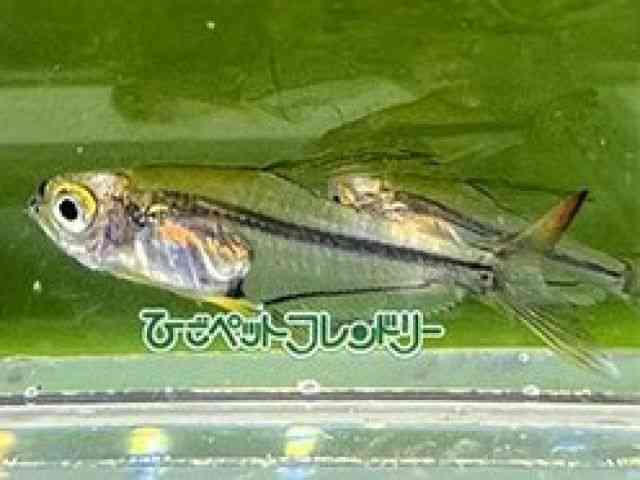 ̑i^E^j