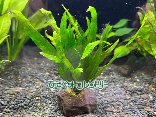 ~N\EEvevX